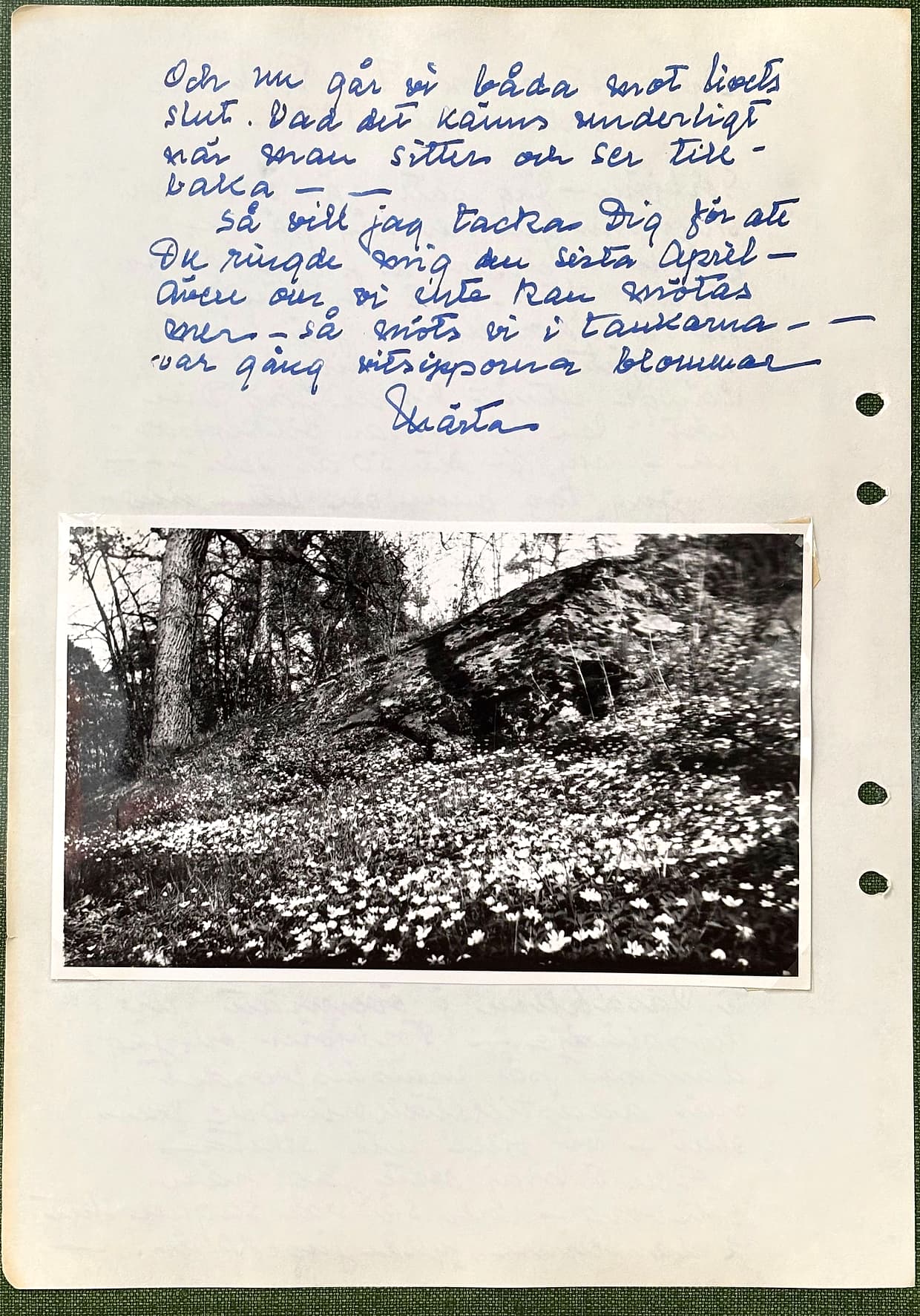 Fotograferad dagbokssida 124. Fotografi av en skogsbacke helt täckt av blommande vitsippor. Bildtext: Vitsippor på Torphagen. Sidans text är återgiven under bilden.