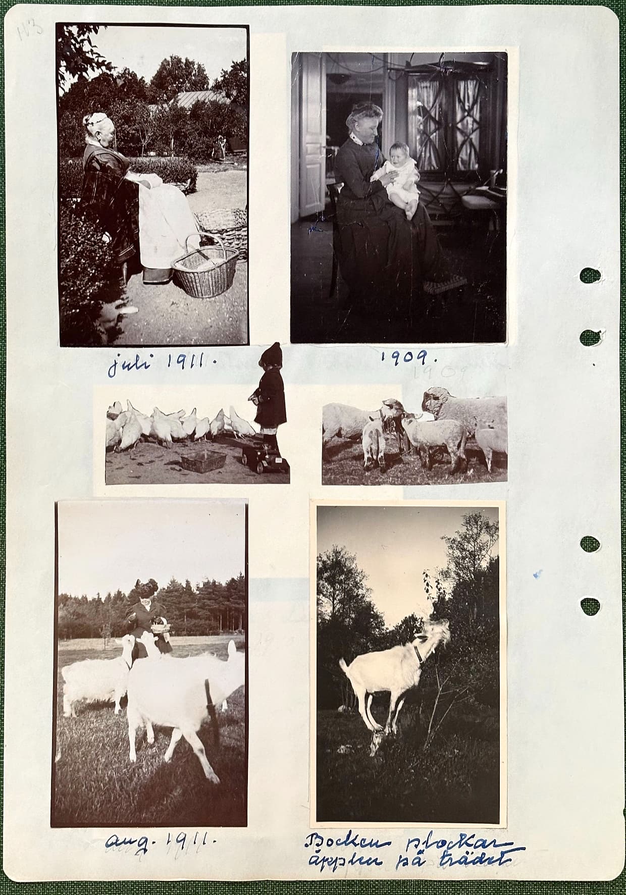 Fotograferad dagbokssida 168. Foto av en kvinna som arbetar vid en tvättbalja utomhus med en korg bredvid. Bildtext: 'juli 1911.'. Foto av en kvinna som håller ett spädbarn i knäet. Bildtext: '1909.'. Foto av ett litet barn i kappa och hätta bland ankor. Foto av getter och får på en gräsbacke. Foto av en kvinna med getter. Bildtext: 'aug. 1911.'. Foto av en get som sträcker sig upp mot ett träd. Bildtext: 'Bocken plockar äpplen på trädet'.