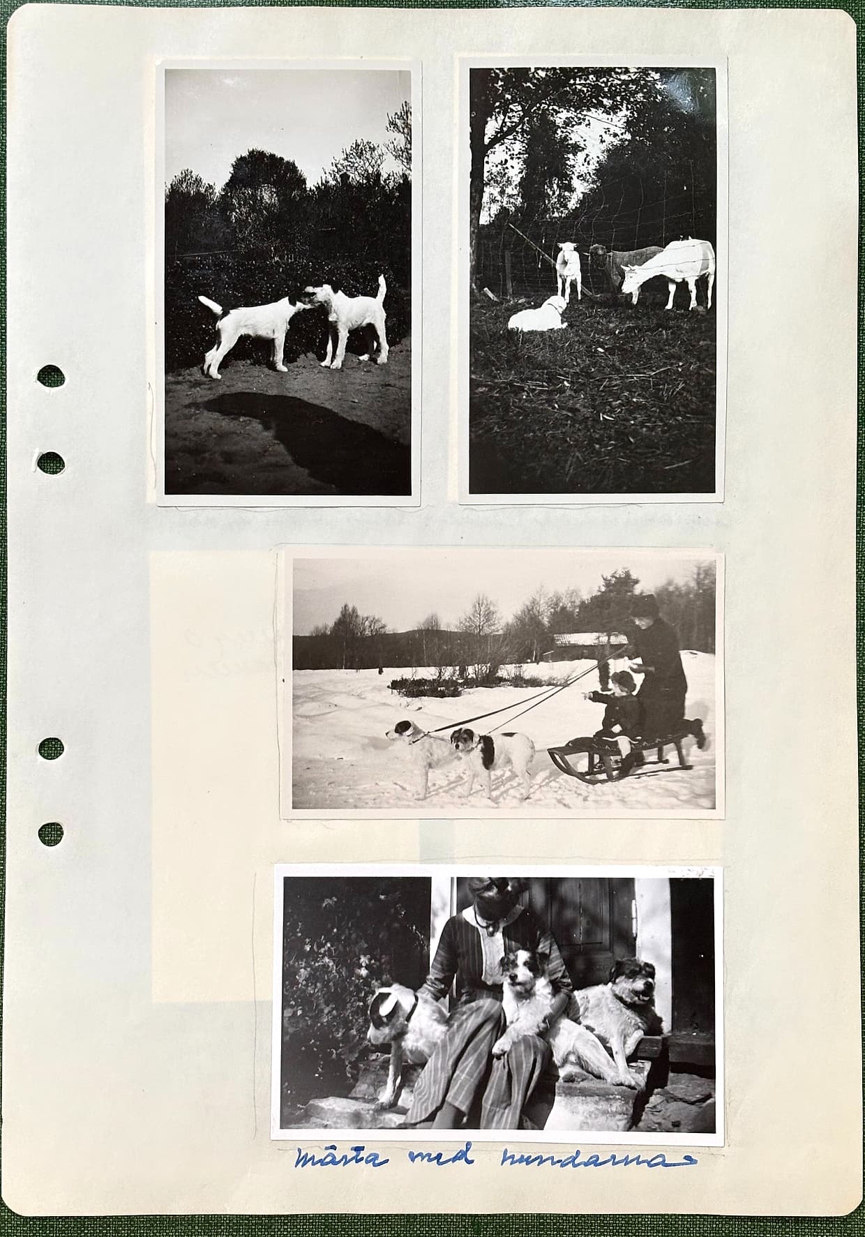 Fotograferad dagbokssida 183. Foto av två strävhåriga terriervalpar som leker på en gårdsplan. Foto av getter och lamm under träd. Foto av två hundar och ett barn på kälke i snölandskap. Foto av en kvinna på en trappa med tre hundar. Bildtext: 'Märta med hundarna'.