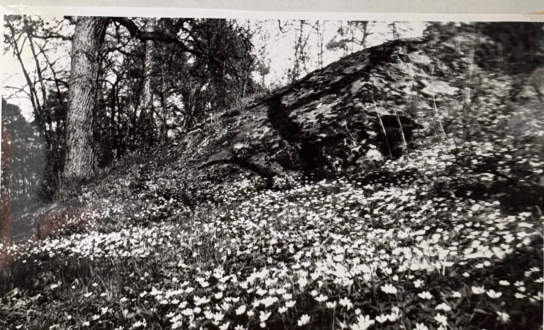 En skogsbacke helt täckt av blommande vitsippor.